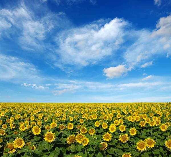 Sonnenblumenfeld — Stockfoto