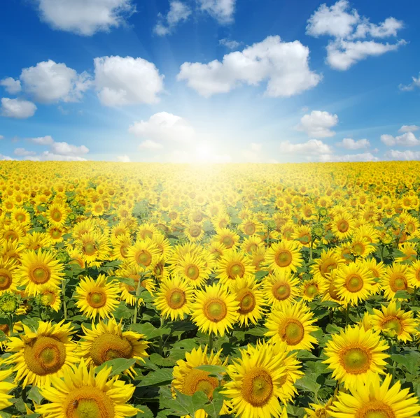 Field of sunflowers — Stock Photo, Image