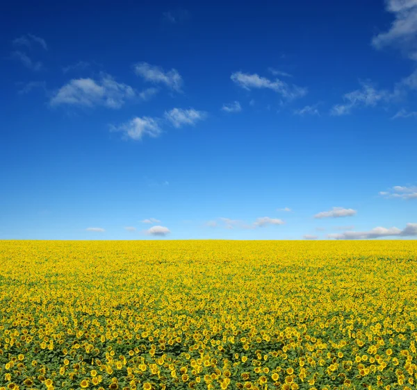 Solrosor fältet — Stockfoto