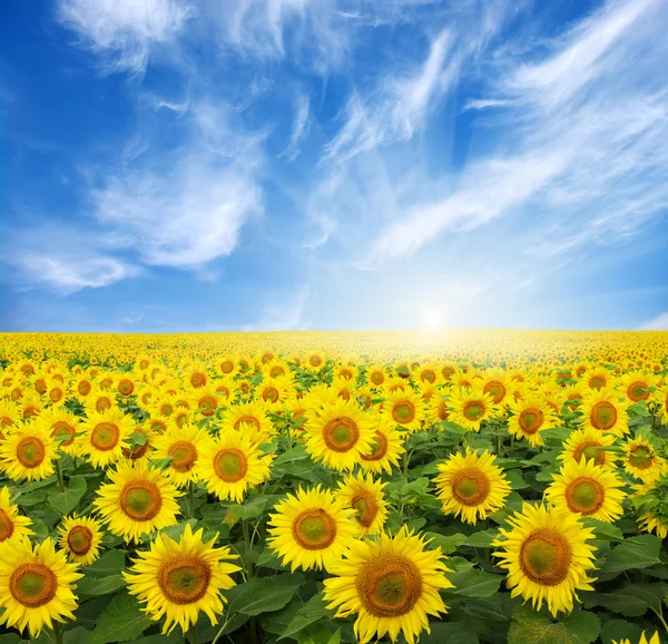 Field of sunflowers — Stock Photo, Image