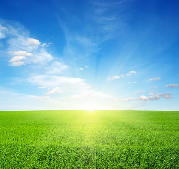 Field and sun — Stock Photo, Image