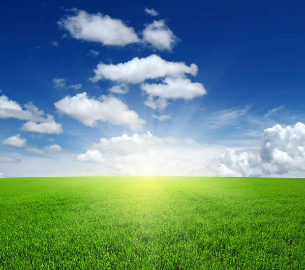 Field and sun — Stock Photo, Image