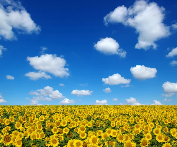 Sunflowers field — Stock Photo, Image