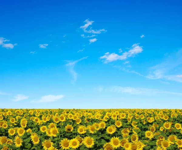 Sonnenblumenfeld — Stockfoto