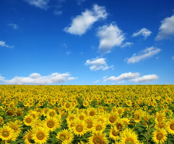 Champ de tournesols — Photo