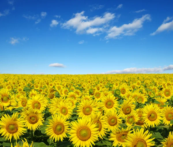 Câmp floarea soarelui — Fotografie, imagine de stoc