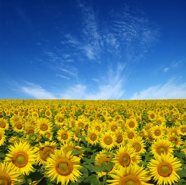 Sunflowers field Stock Picture