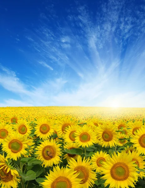 Field of sunflowers — Stock Photo, Image