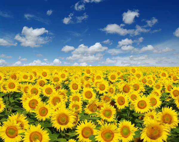 Sunflowers field — Stock Photo, Image