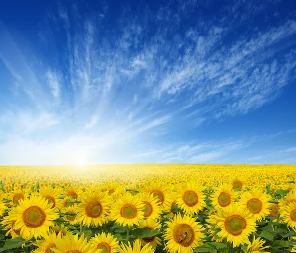 Field of sunflowers — Stock Photo, Image