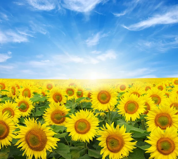 Campo di girasoli — Foto Stock