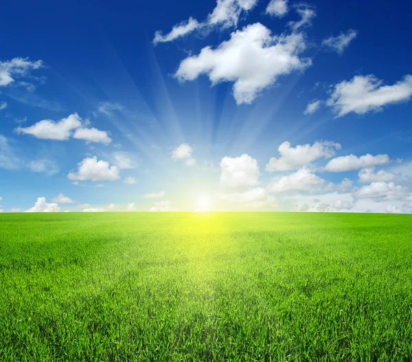 Field and sun — Stock Photo, Image