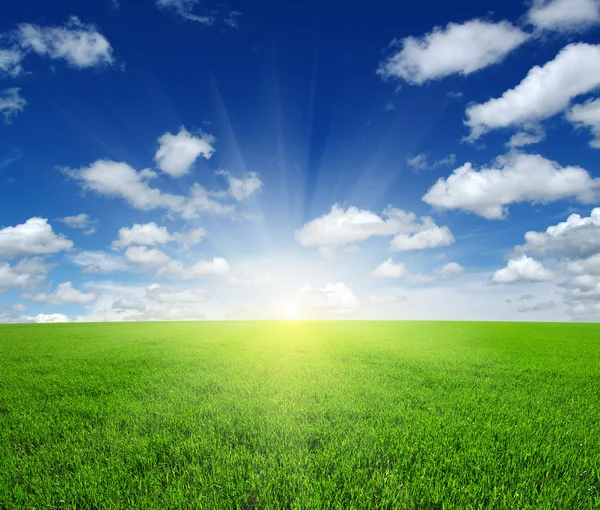 Field and sun — Stock Photo, Image