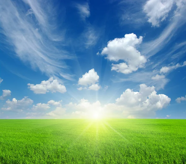 Field and sun — Stock Photo, Image