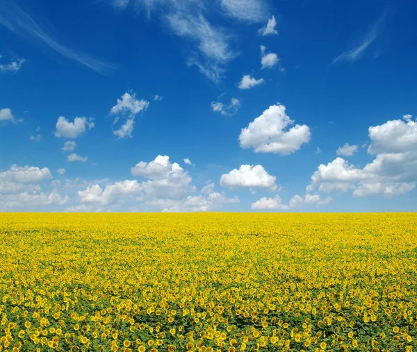 Campo girasoli — Foto Stock