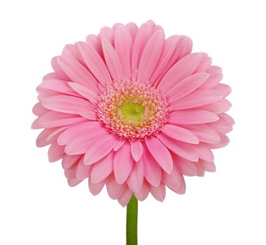 pembe gerbera 