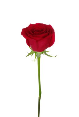 Kırmızı gül