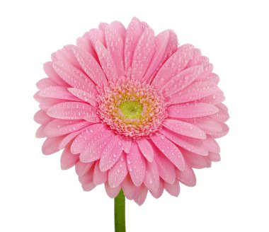 pembe gerbera 