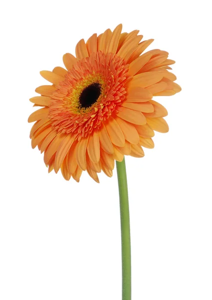 Orange flower — Stock Photo, Image