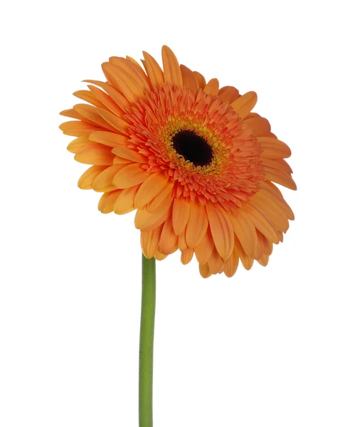 Oranje bloem — Stockfoto