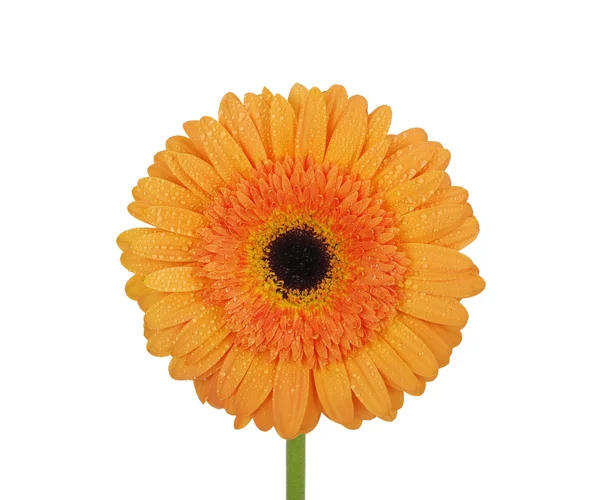 Orange flower — Stock Photo, Image