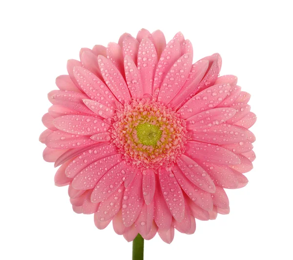 Gerbera rosa — Fotografia de Stock