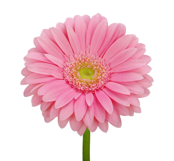 Gerberas rosadas — Foto de Stock