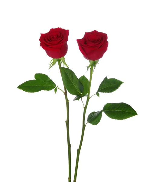 2 개의 빨간 장미 — 스톡 사진