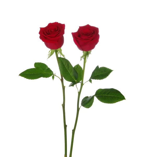 Due rose rosse — Foto Stock