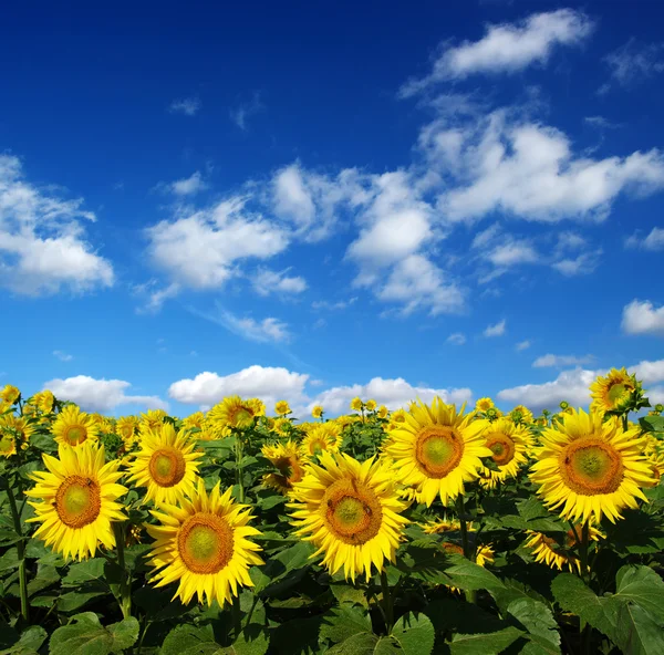 Sunflowers field — Stock Photo, Image