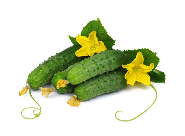 Green cucumber\ — стоковое фото
