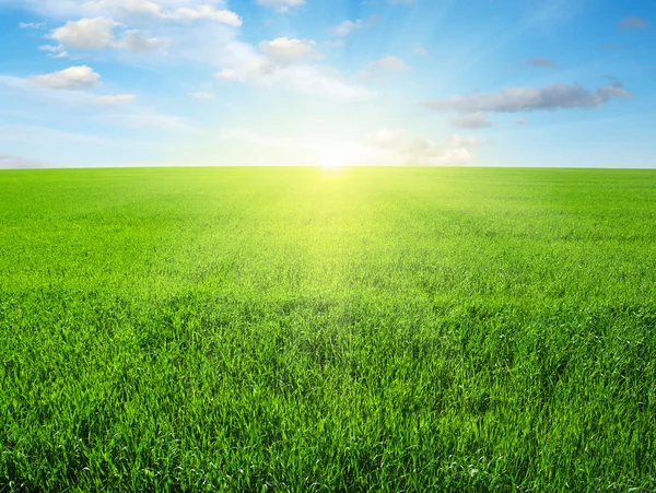 Campo y sol — Foto de Stock