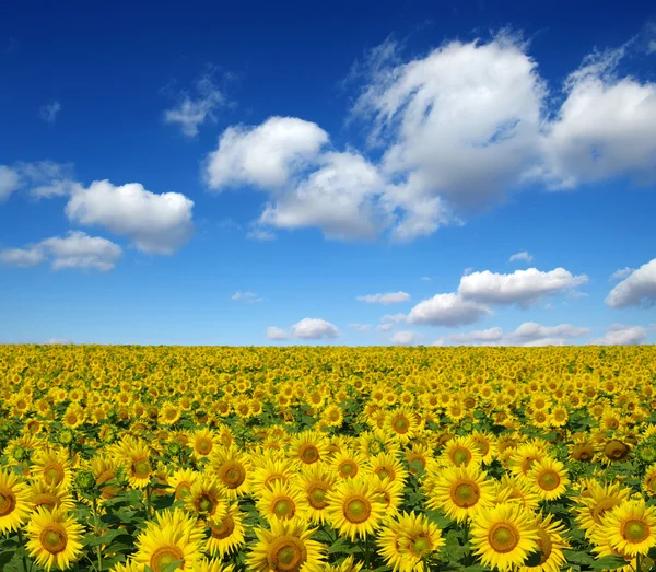 Champ de tournesols — Photo