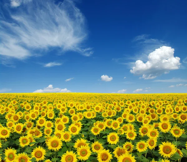 Sunflowers field — Stock Photo, Image