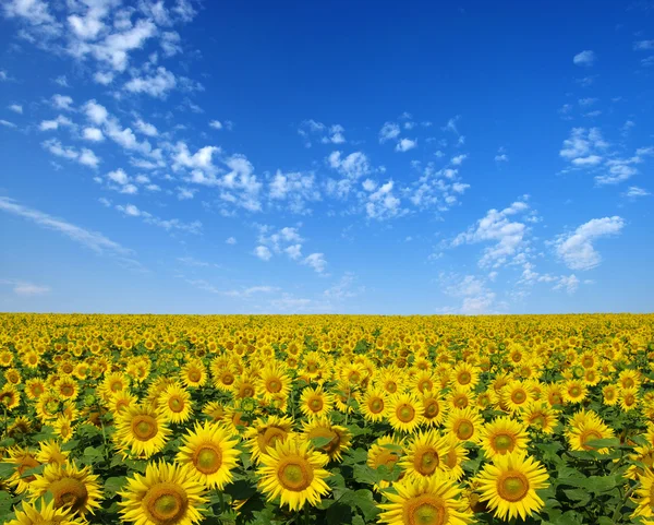 Sunflowers field — Stock Photo, Image