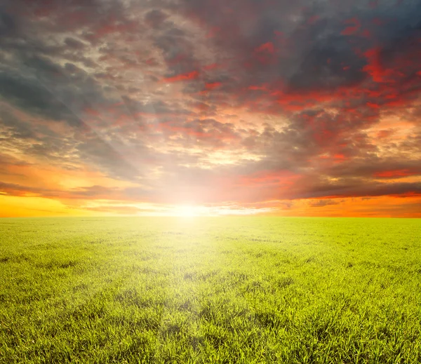 Fält och sol — Stockfoto
