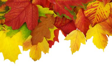 Sonbahar Yaprakları