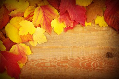 Sonbahar Yaprakları