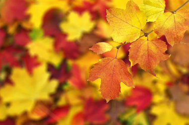 sonbahar yaprakları arka plan