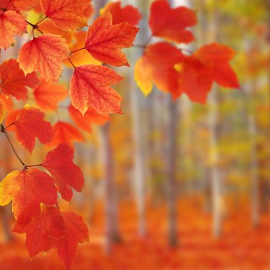 sonbahar yaprakları ile şube