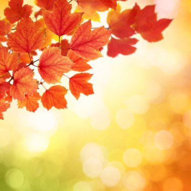 sonbahar yaprakları ile şube