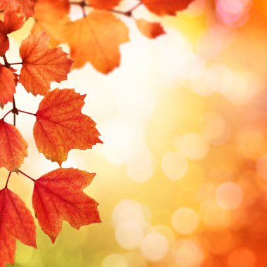 sonbahar yaprakları ile şube