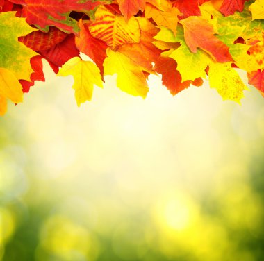 sonbahar yaprakları ile şube