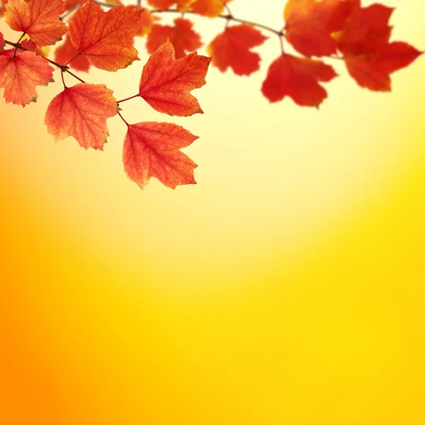 Ветка с осенними листьями — стоковое фото