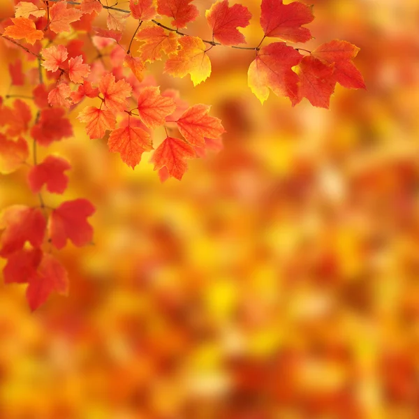 有秋天叶子的树枝 — 图库照片