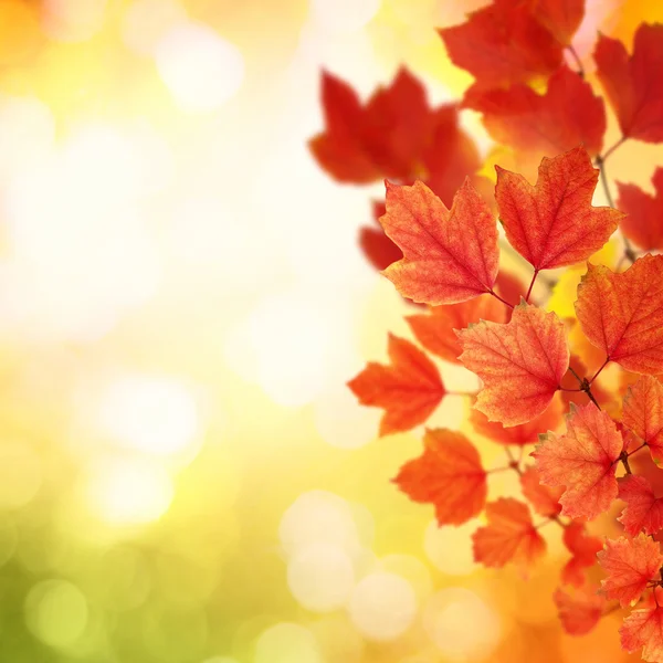 Zweig mit Herbstblättern — Stockfoto