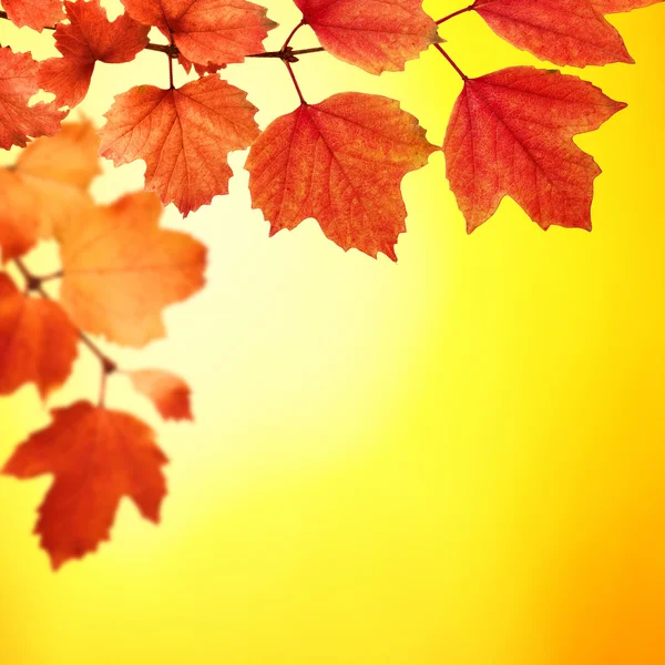 Ramo con foglie autunnali — Foto Stock