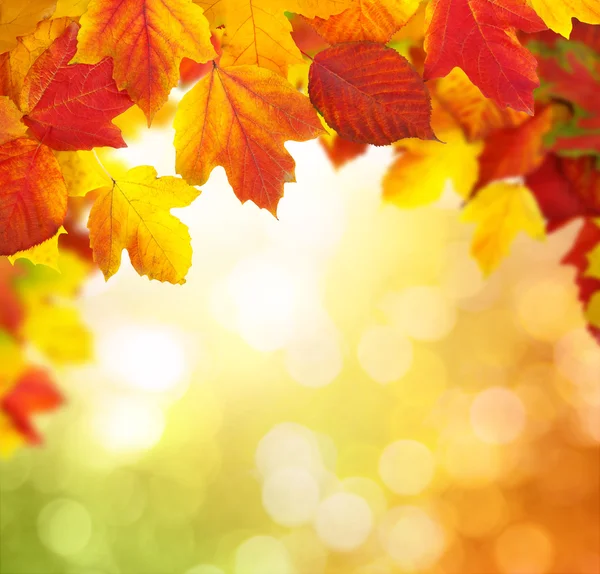 Zweig mit Herbstblättern — Stockfoto