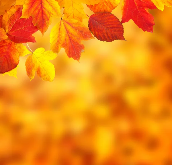 Zweig mit Herbstblättern — Stockfoto