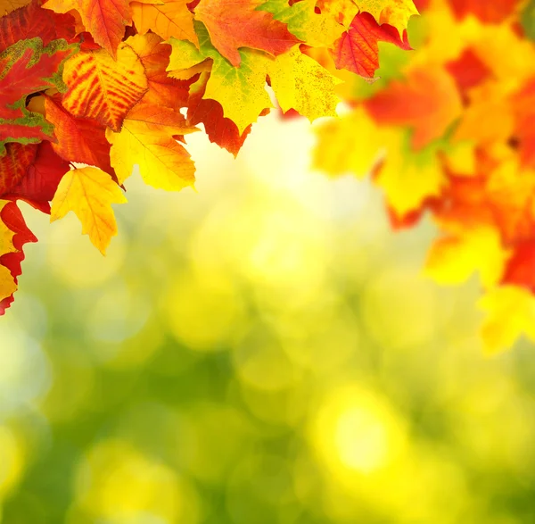 Tak met Herfstbladeren — Stockfoto